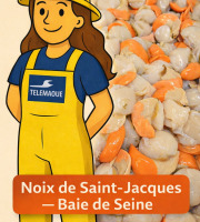 Télémaque "Coquille Baie de Seine" - Noix de st Jacques Baie de Seine