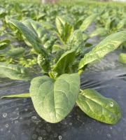 Le Potager de Sainte-Hélène - Epinards