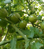 ChâteauFer - Tomate verte