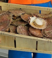 Armement Thaïs Léo - Coquille Saint Jacques Vivante Bretonnes - 6kg