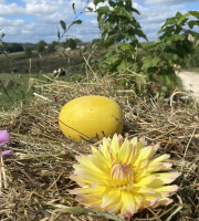Ferme Sinsac - Courge spaghetti