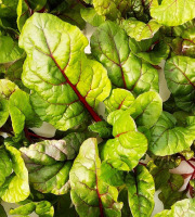 Nature et Saveurs - Ferme Aquaponique et Permacole Astérienne - Jeune blette rouge Charlotte - 1kg