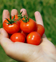 Les Jardins de Mondpa - Tomates cerise black cherry