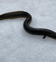 Pêcheur Toni  Micheau - Anguille Jaune Sauvage - Pièce De 1kg - Entière