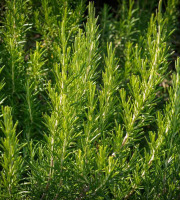 Les Herbes du Roussillon - Romarin Frais