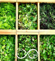 Nature et Saveurs - Ferme Aquaponique et Permacole Astérienne - Mesclun de saison – Jeunes feuilles gastronomiques