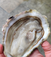 Saint Kerber - Cancale - L'huitre Sauvage de pleine mer N°0 - 12 pièces