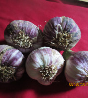 La Ferme De Jérôme - Ail Rose - Ail Violet Nouveau - 500g