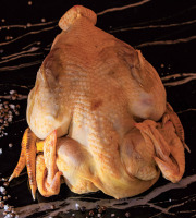 Boucherie Guiset, Eleveur et boucher depuis 1961 - Poulet Jaune Fermier-1,9kg