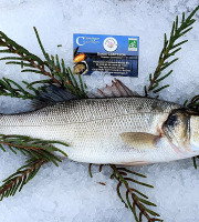 Camargue Coquillages - Loup De Mer (bar) Pêche Responsable Et Artisanale - Portion 500g