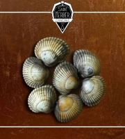 Saint Kerber - Coques - 5 kg
