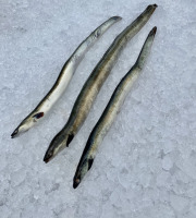 Pêcheur Toni  Micheau - Anguilles Argentées Sauvages - Entière (3 À 6 Pièces)