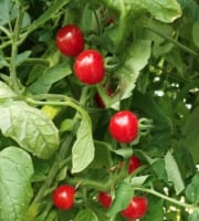 Nature et Saveurs - Ferme Aquaponique et Permacole Astérienne - Plant de tomate CERISE Mychorizé