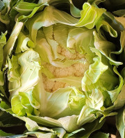 Maison Quéméner - Chou-fleur - 1 pièce véritable chou fleur breton