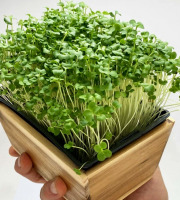 Horssol - Ferme urbaine - Micro-pousse de Brocoli x4 barquettes