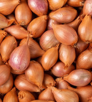 Des Poules et des Vignes à Bourgueil - Échalote