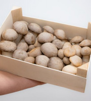 Les Myconautes - Pleurotes panicaut Bio - Cagette 2kg
