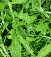 ChâteauFer - Roquette