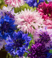 Nature et Saveurs - Ferme Aquaponique et Permacole Astérienne - Fleurs de bleuet comestible – nuances poétiques et éclat naturel
