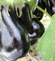 Maréchal Fraicheur - Aubergines - 1 kg