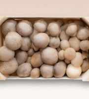 Les Myconautes - Pleurotes panicaut Bio - Cagette 3kg