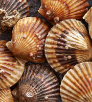 Brest Marée - Coquilles St Jacques de la rade de Brest - 1kg