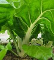 La Ferme de Goas Per - Blette bio - 1kg