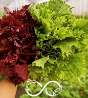 Nature et Saveurs - Ferme Aquaponique et Permacole Astérienne - Shiso vert & shiso pourpre – Feuilles gastronomiques fraîches