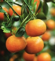 L’Oliveraie du Coudon - CLEMENTINES EN 5KG  C5