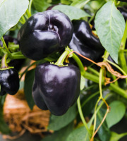 Maison Argentain - Poivron Noir - 900g