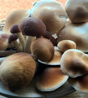 Champinette et Aromates - Pholiotes du peuplier