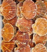 Notre poisson - Coquilles Saint Jacques +13cm de Normandie 3kg