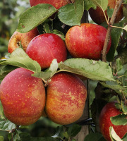 Le Châtaignier - Belle de Boskoop 1kg