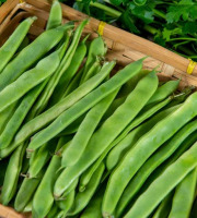 Les Jardins de Gérard - Haricot plat mange tout bio