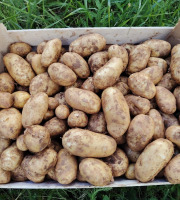 L’Echo Paysan - Pomme de Terre Nouvelle Bio