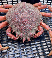 Le Termer - Araignée de mer femelle