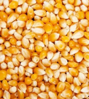 Grain Pop - Maïs popcorn nature vrac - 25kg