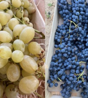 Domaine Reverchon - MIX mélange raisin muscat + raisin blanc  4KG
