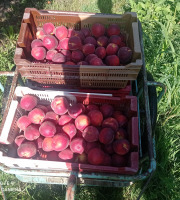 Massot Delphine et Garrigue Marc - Méga pack fin de saison 18KG Nectarines BIO  pour confiture, jus, compote