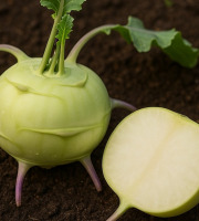 Nature et Saveurs - Ferme Aquaponique et Permacole Astérienne - Chou-rave blanc : intensité et finesse marcelou