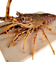 La Criée d'à Côté - Langouste Rouge Cuite - 800g