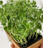 Horssol - Ferme urbaine - Micro-pousse de Pois vrillé x4 barquettes