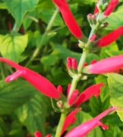 Nature et Saveurs - Ferme Aquaponique et Permacole Astérienne - Sauge Ananas (10 Fleurs Fraiches)