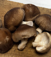 Champignons du Périgord - Champignons Shiitakes frais cultivés en Corrèze | 1 kilo