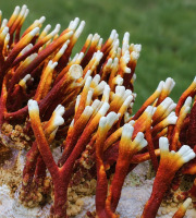 Naturélium - Reishi bois de cerf déshydraté bio