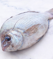 Poissonnerie La Piriacaise - Dorade grise entière - 1,5kg