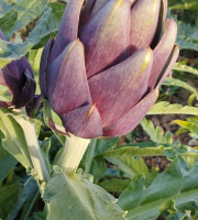 La Ferme de Milly - Anjou - Petit artichaut violet Bio-3 unités
