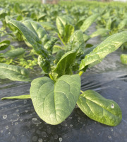 Le Potager de Sainte-Hélène - Epinards 500g