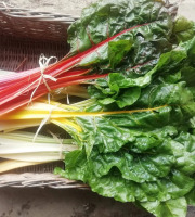 Nature et Saveurs - Ferme Aquaponique et Permacole Astérienne - Blette à carde (poiré) – feuillage tendre et côtes charnues