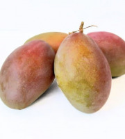L’Oliveraie du Coudon - Mangue Osteen  3 PIECES